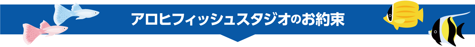 アロヒフィッシュスタジオのお約束